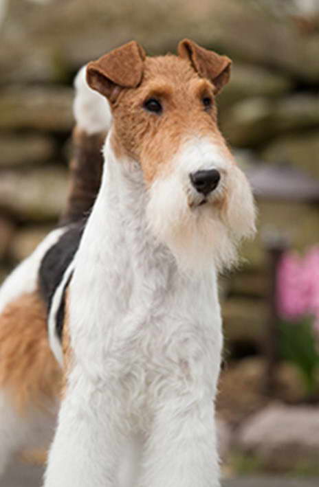 Wire Fox Terrier Size