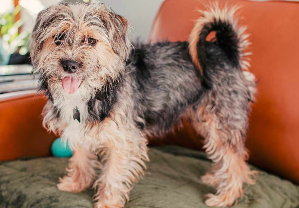 Wire Hair Terrier Dog