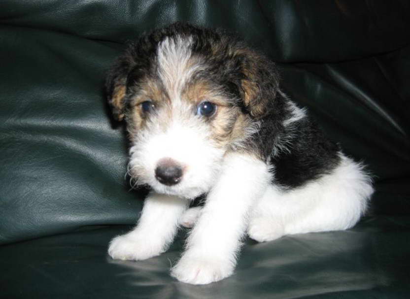 Wire Haired Terrier Mix For Sale