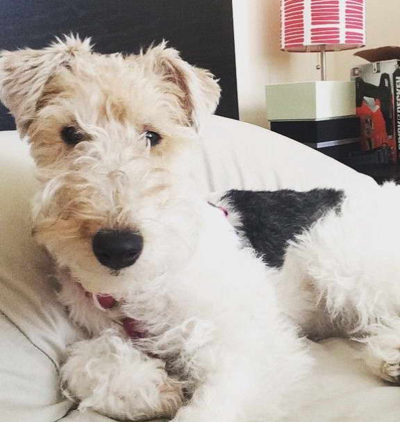 Wire Haired Terrier Poodle Mix