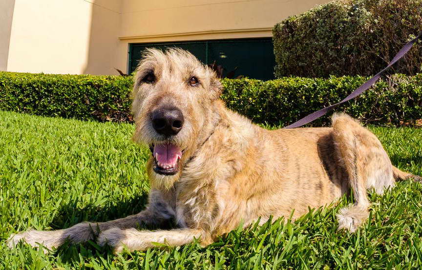 Wolfhound Terrier Mix