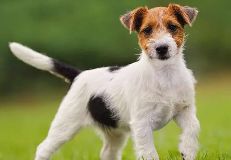 Yorkie Russell Terrier