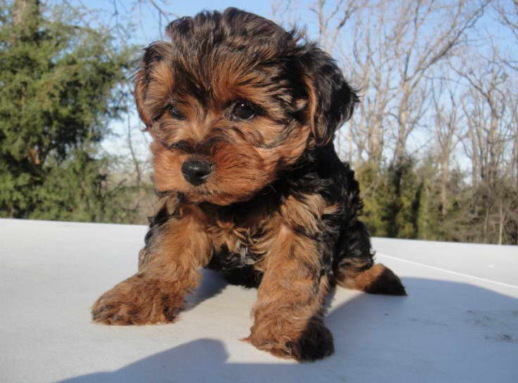 Yorkshire Terrier And Poodle Mix