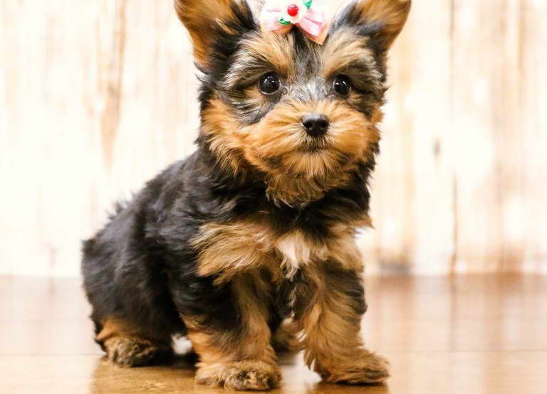 Yorkshire Terrier Breeders In Virginia