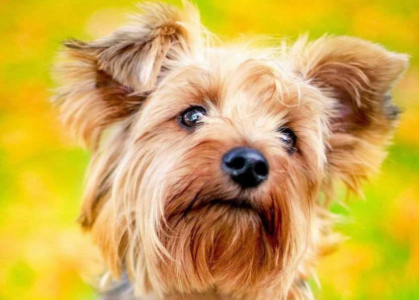 Yorkshire Terrier Floppy Ears