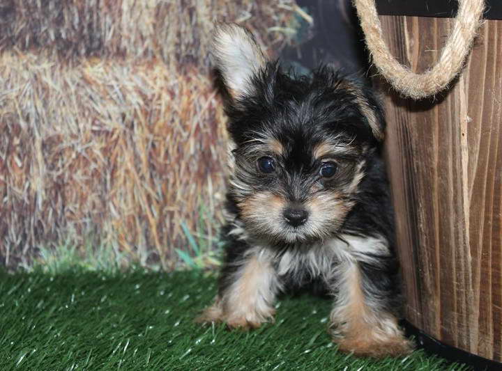 Yorkshire Terrier For Sale Houston