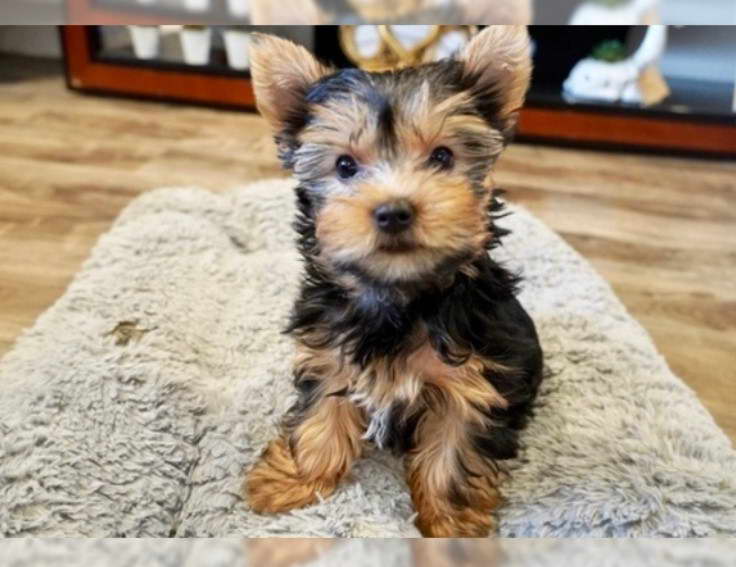 Yorkshire Terrier For Sale Los Angeles