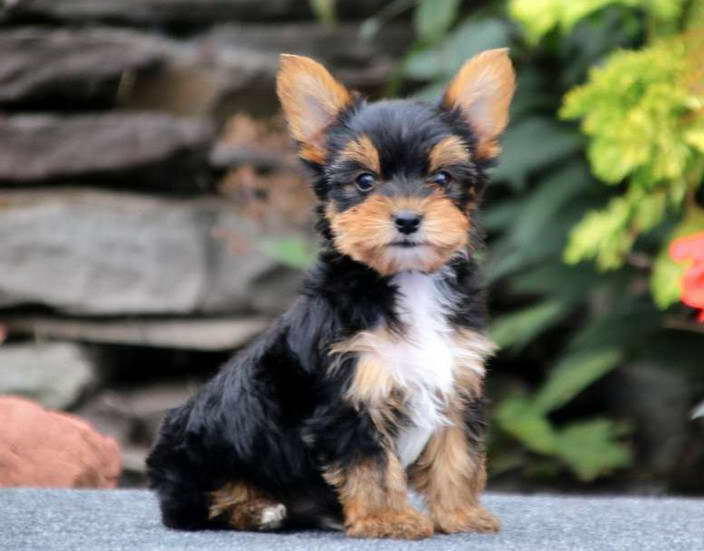 Yorkshire Terrier For Sale NJ