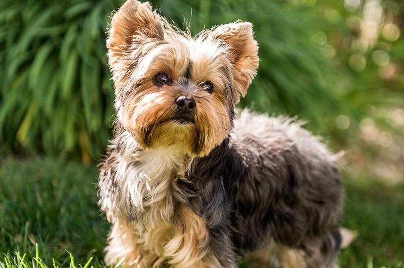 Yorkshire Terrier For Sale Ohio