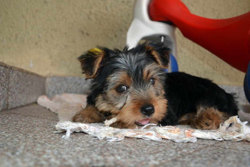 Yorkshire Terrier Training