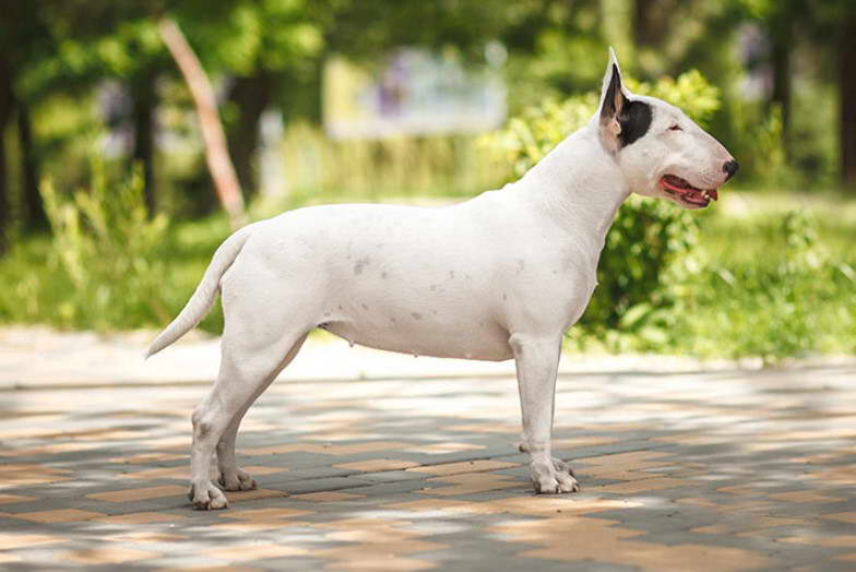 Bull Terrier Albino