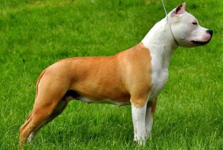 Champagne Staffordshire Bull Terrier