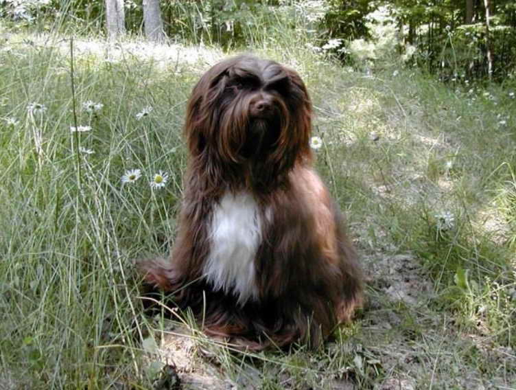 chocolate tibetan terrier