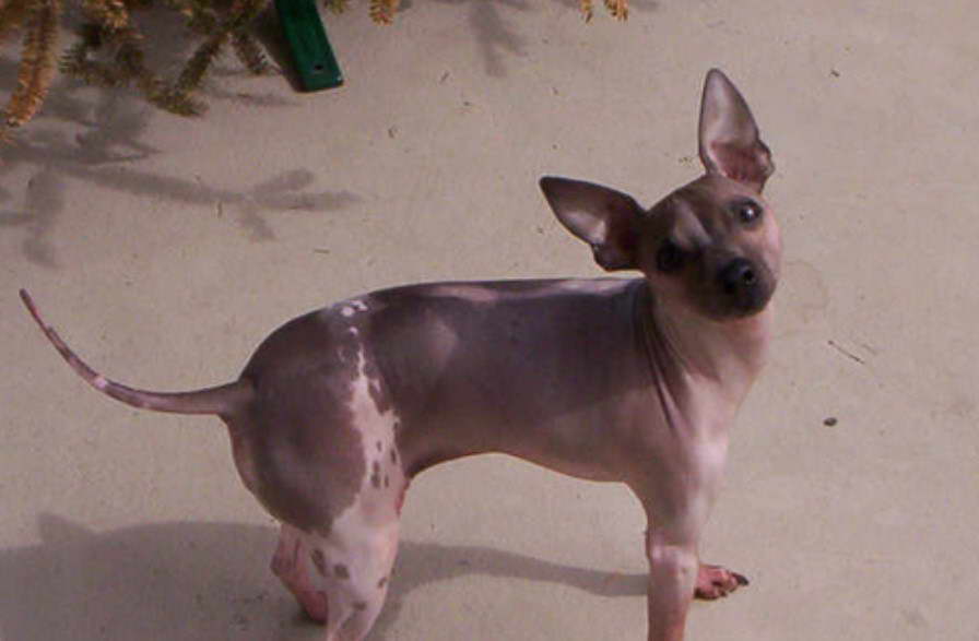 Hairless Yorkshire Terrier