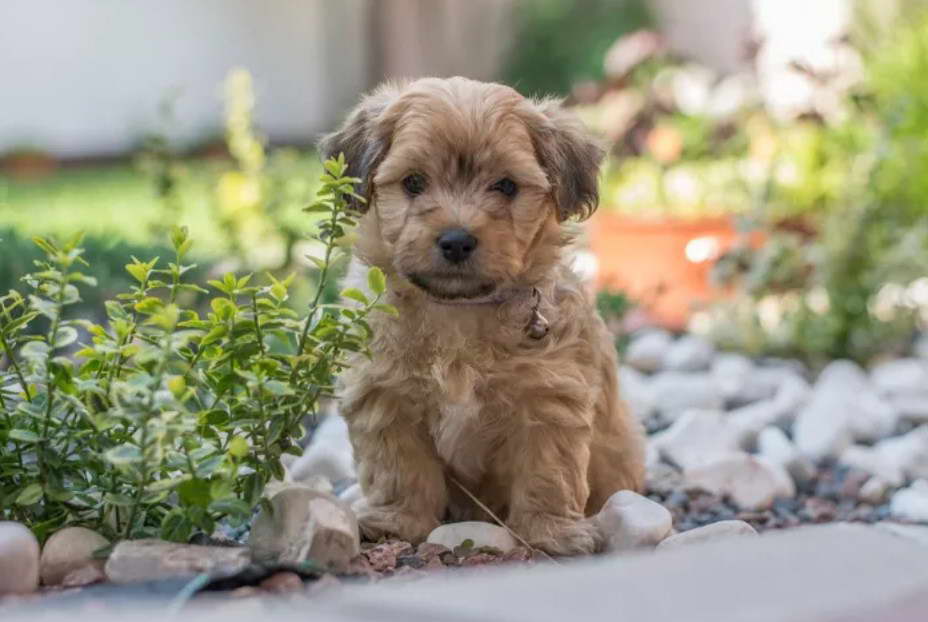 Havanese Yorkshire Terrier Mix