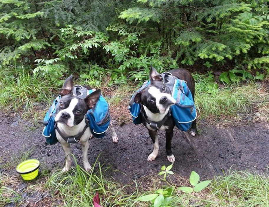 Hiking With Boston Terrier