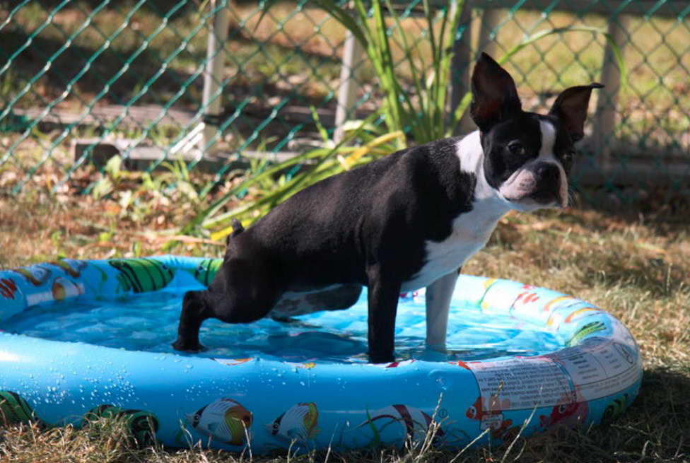 House Training A Boston Terrier Puppy