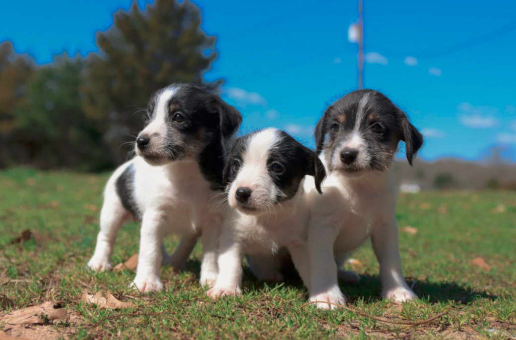 House Training Jack Russell Terrier Puppies