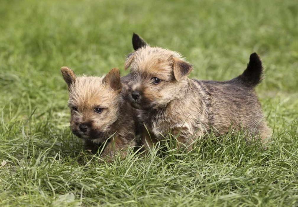 How Much Do Norwich Terrier Puppies Cost