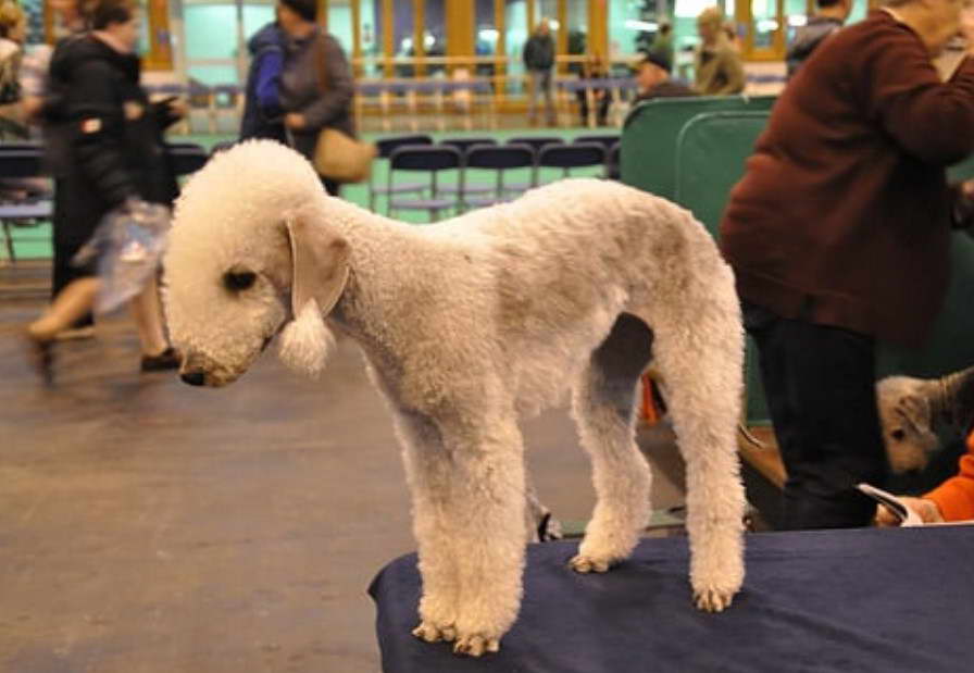 How Much Does A Bedlington Terrier Puppy Cost