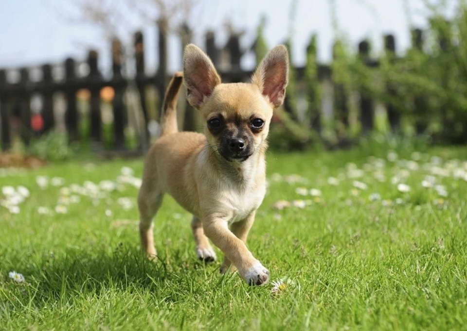 How Much Does A Chihuahua Terrier Mix Cost