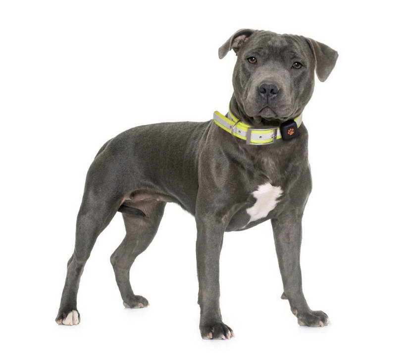 How Much Does A Staffordshire Bull Terrier Weight