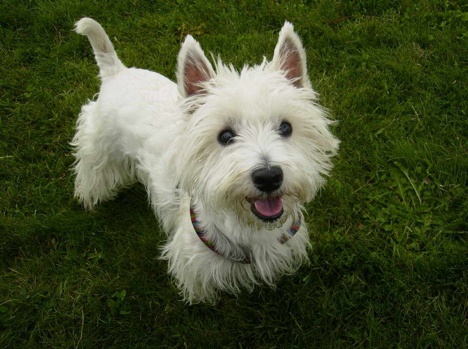 How Much Does A West Highland Terrier Cost