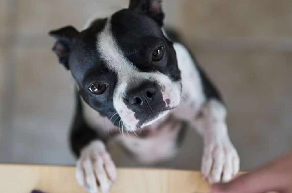 How Much Food Does A Boston Terrier Need