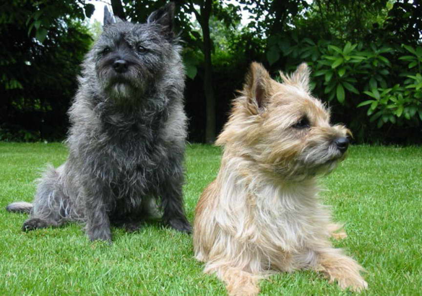 How Much Is A Cairn Terrier Puppy