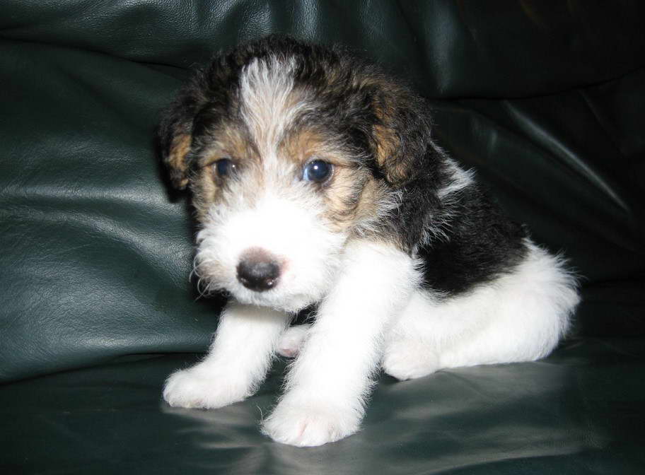 How Much Is A Fox Terrier Puppy