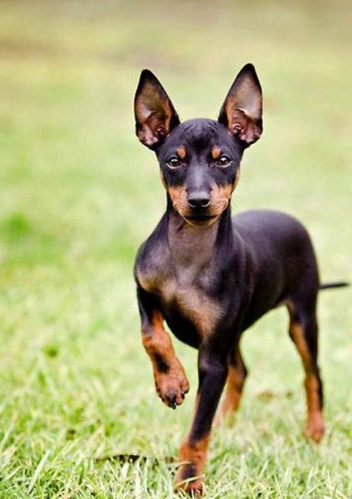 How Much Is A Manchester Terrier Puppy