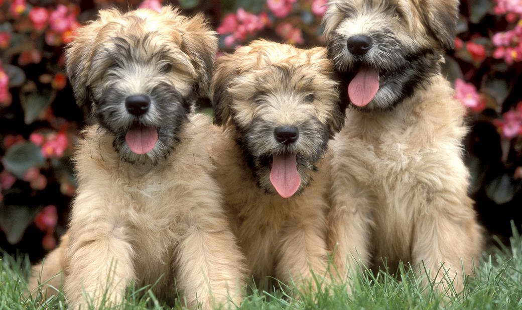 How Much Is A Soft Coated Wheaten Terrier