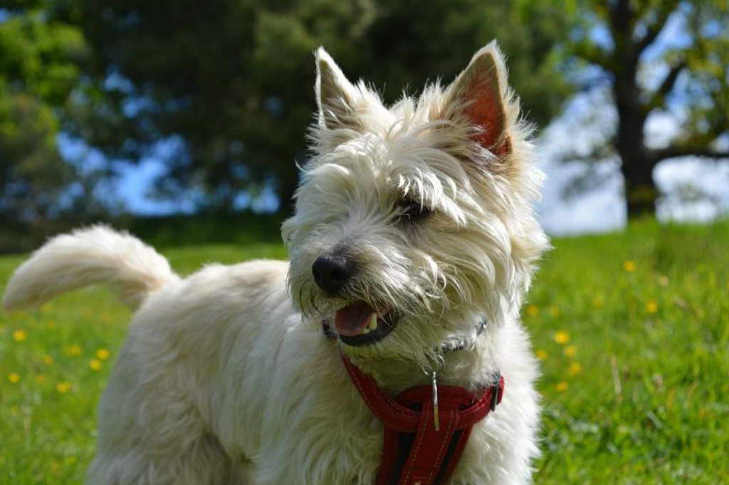 How Much Should I Feed My Cairn Terrier