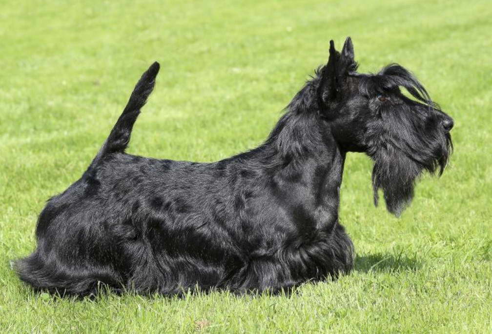 How To Clip A Scottish Terrier