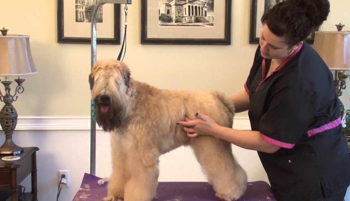 How to Groom A Wheaten Terrier Puppy