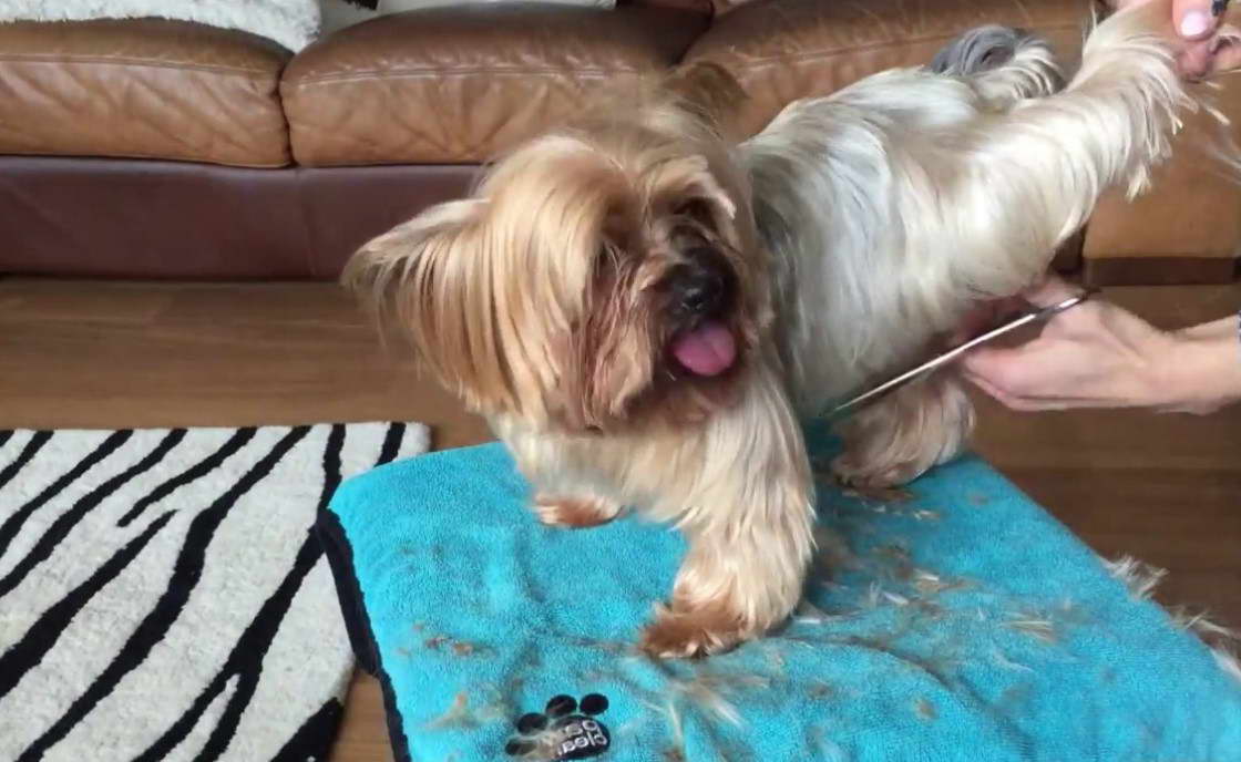 How To Groom A Yorkshire Terrier At Home