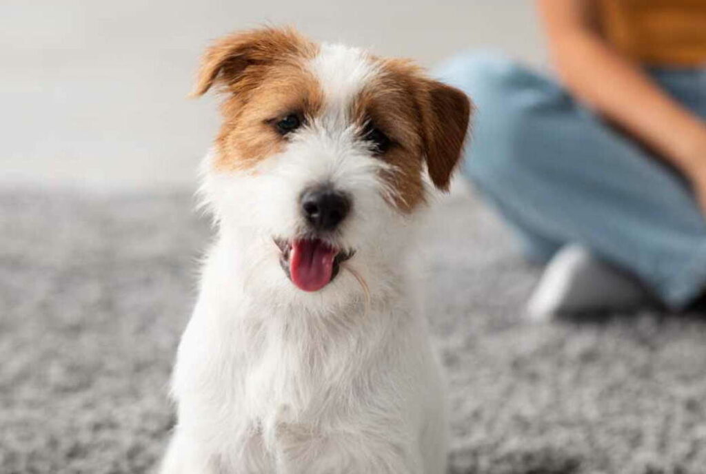 How To Train A Jack Russell Terrier To Come