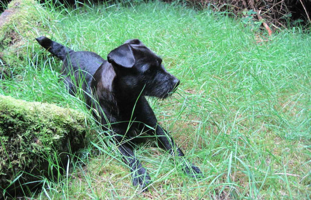 How To Train A Patterdale Terrier To Hunt