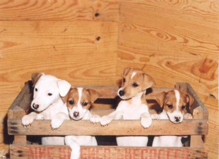 Hunting Jack Russell Terrier Breeders