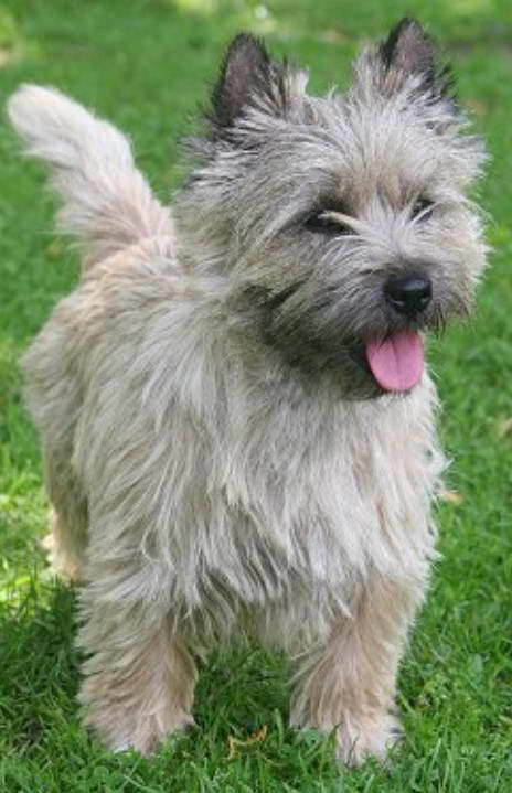 I Love My Cairn Terrier