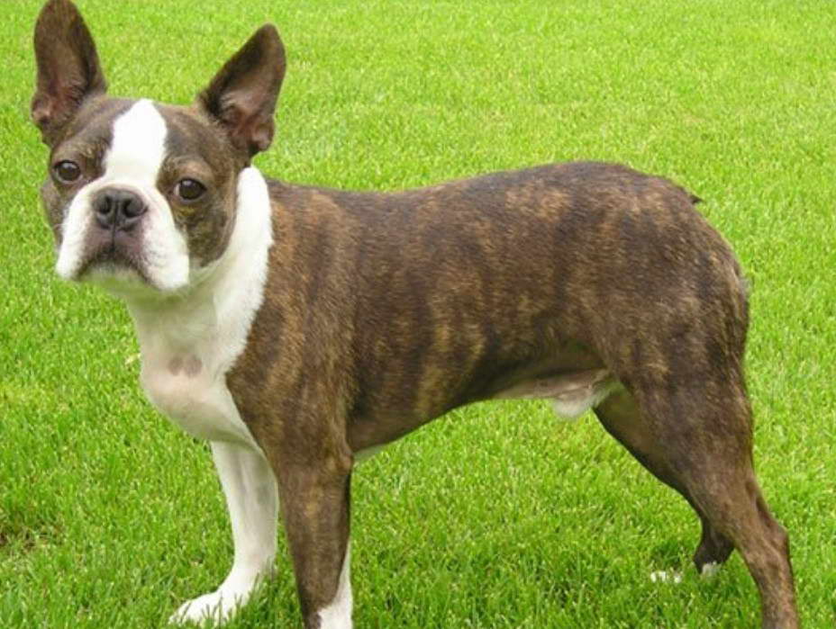 Ideal Weight For Boston Terrier