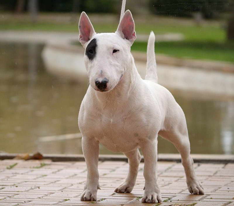 Imagenes De Un Perro Bull Terrier