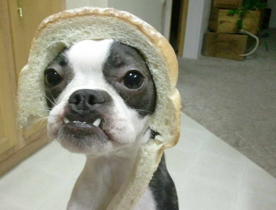 Inbred Boston Terrier