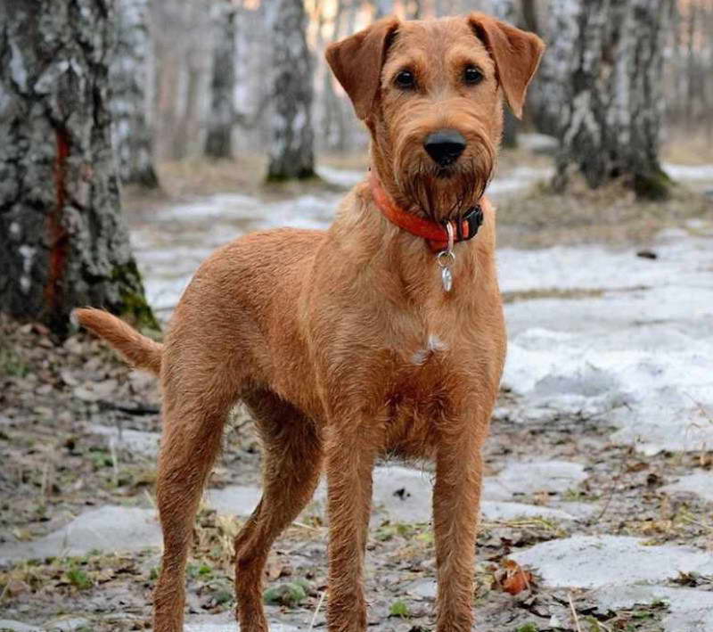 Irish Terrier Guard Dog