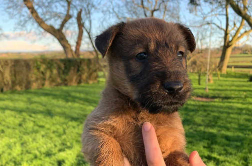 Irish Terrier Puppies For Sale England