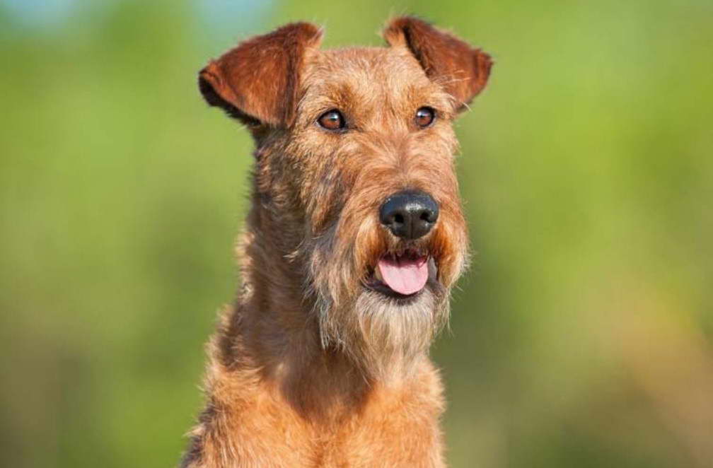 Irish Terrier Puppies For Sale Illinois