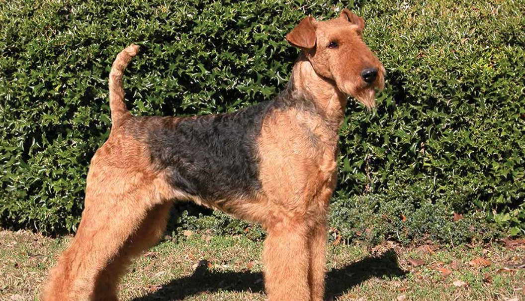 Irish Terrier Rescue Florida