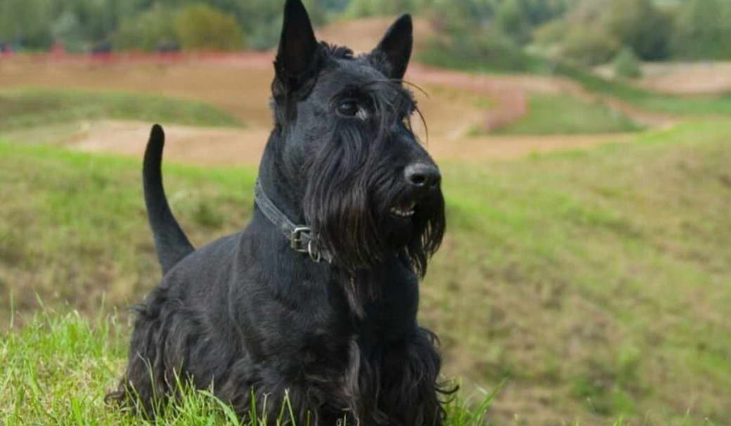 Is Schnauzer A Terrier