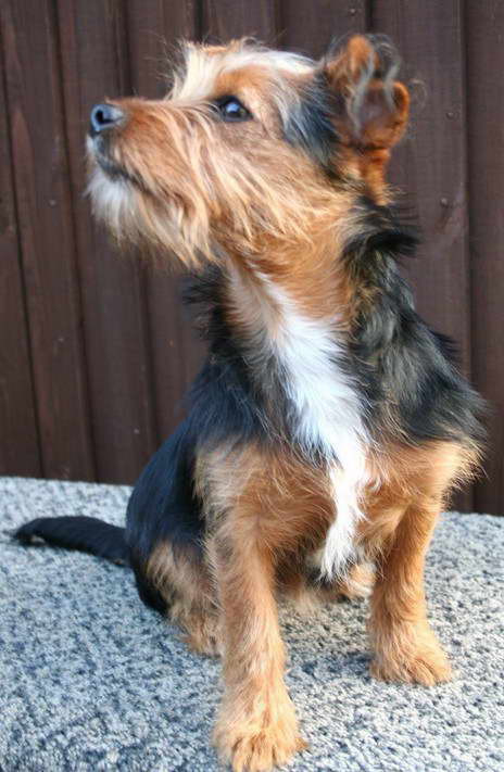 Jack Russell Cross Yorkie Terrier