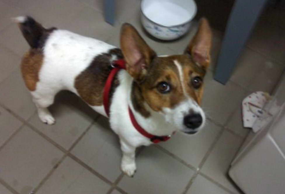 Jack Russell Terrier And Corgi Mix